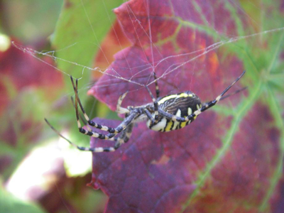 Araignée sur la vigne