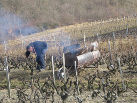 taille-du-gamay Taille du Gamay