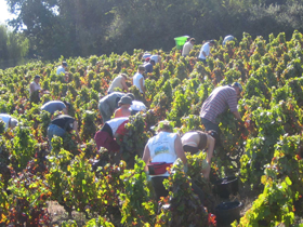 vendanges-manuelles Vendanges manuelles