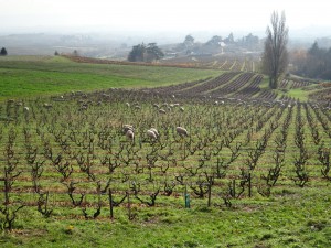 moutons dans les vignes